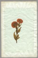 1 vue Etude : fleurs (folio 2, verso) . Gouache