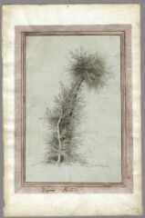1 vue Nature, arbres (folio 9). Crayon