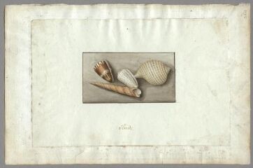 1 vue Etude, coquillages (folio 9, verso). Gouache