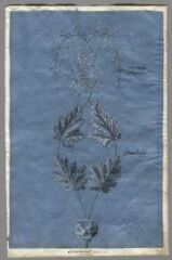 1 vue Ornement pour un panneau, genarium asperge sauvage (folio 11). Crayon, fond bleu