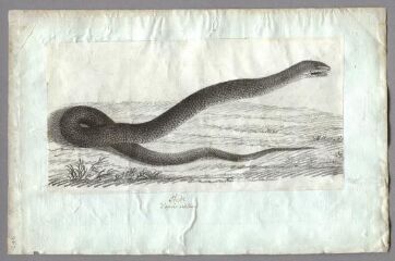 1 vue Etude d'après nature, serpent (folio 11, verso). Crayon