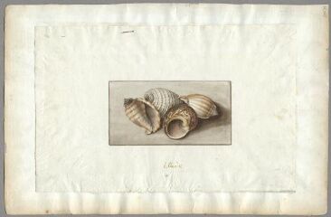 1 vue Etude, coquillages (folio 22, verso). Gouache