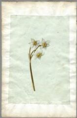 1 vue Fleurs (folio 24, verso). Gouache
