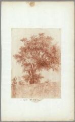 1 vue D'après nature, arbres (folio 56). Sanguine