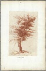 1 vue D'après nature, arbre (folio 60). Sanguine